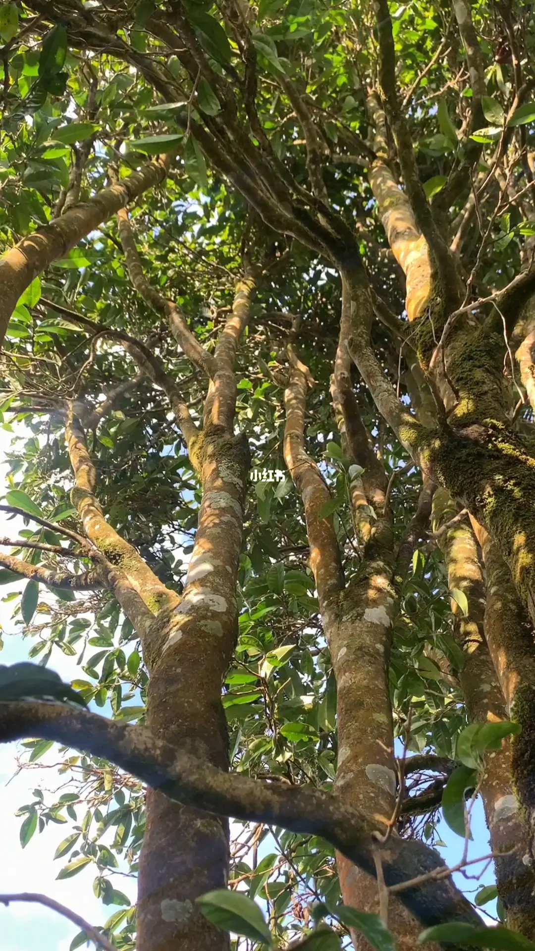 2023年勐庫河邊寨古樹春茶品質如何？