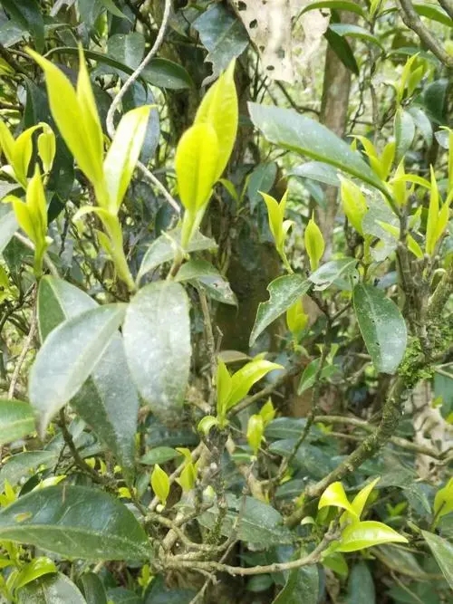 2023年勐庫河邊寨古樹春茶多少一公斤？