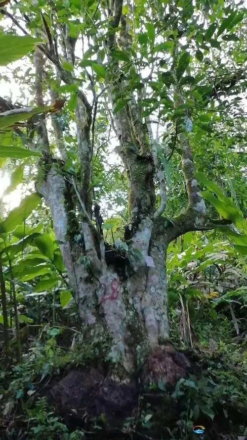 2023年麻栗坡古樹春茶品質(zhì)如何？