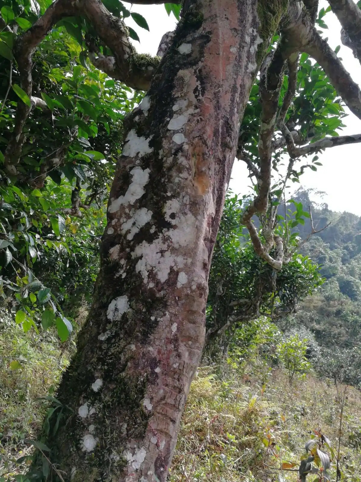 2023年麻栗坡古樹春茶特點是什么？