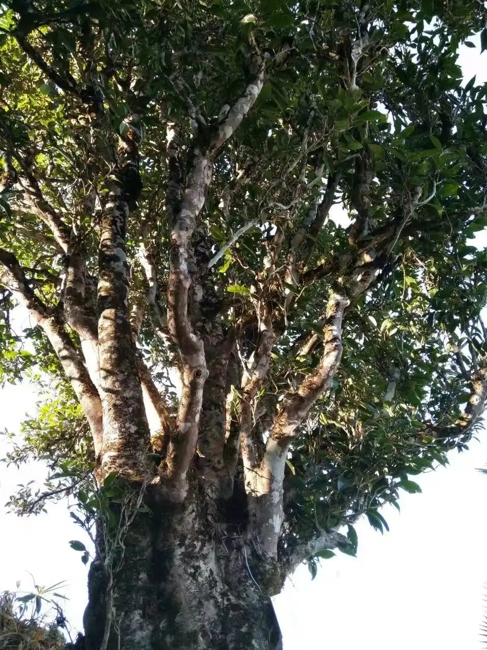 2023年麻栗坡古樹春茶口感怎么樣？