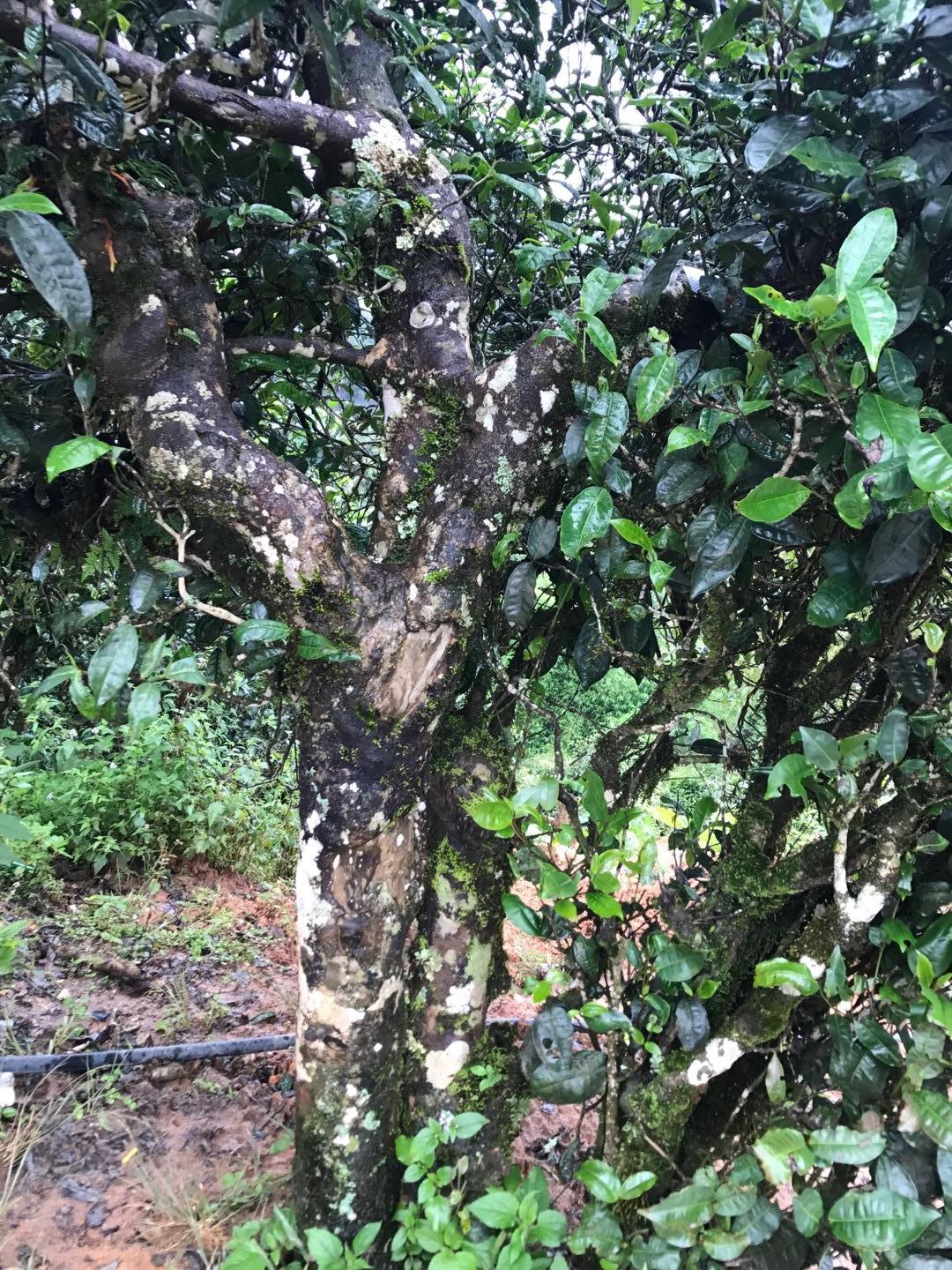 2023年麻栗坡古樹春茶價格是多少？