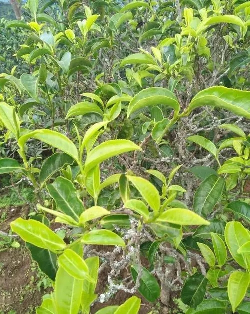 2023年鍋底塘古樹春茶口感如何？