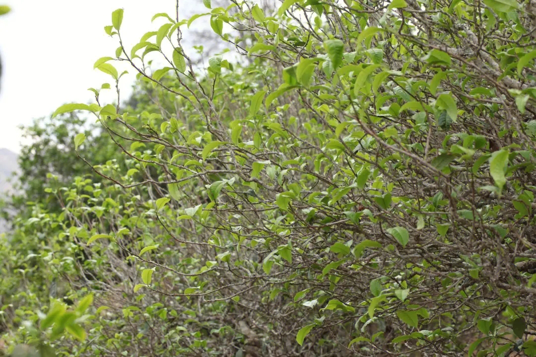 2023年鍋底塘古樹春茶價格多少？