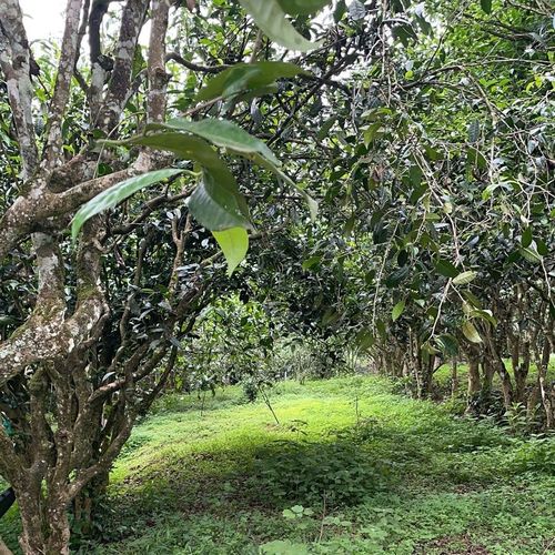 2023年永德大雪山古樹春茶特點(diǎn)是什么？