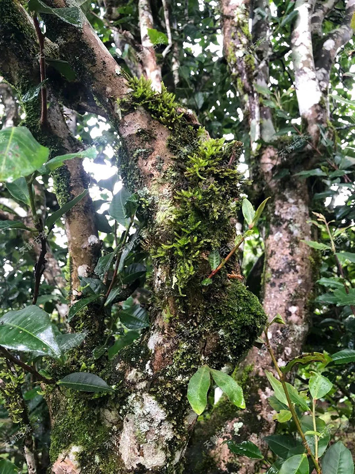 2023年永德大雪山古樹春茶品質如何？