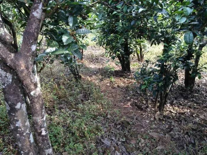 2023年永德大雪山古樹春茶價格是多少？