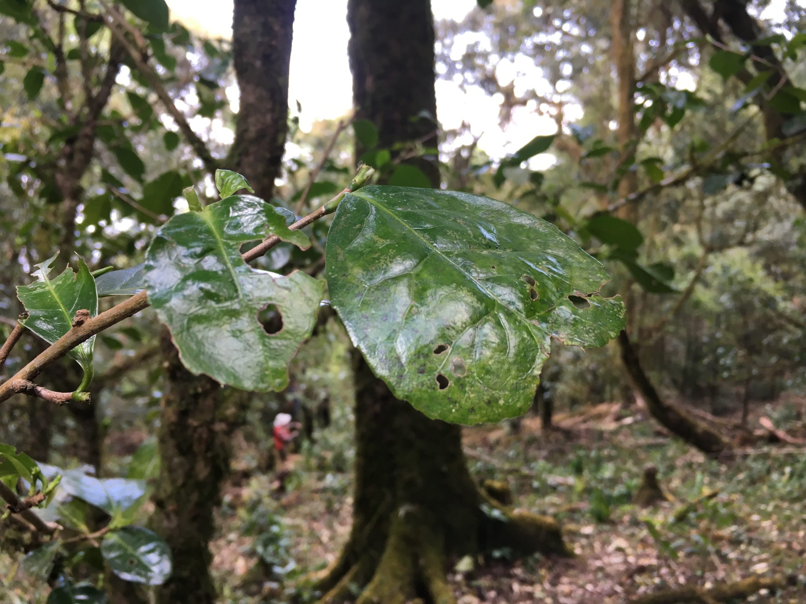 2023年永德大雪山古樹春茶多少一公斤？