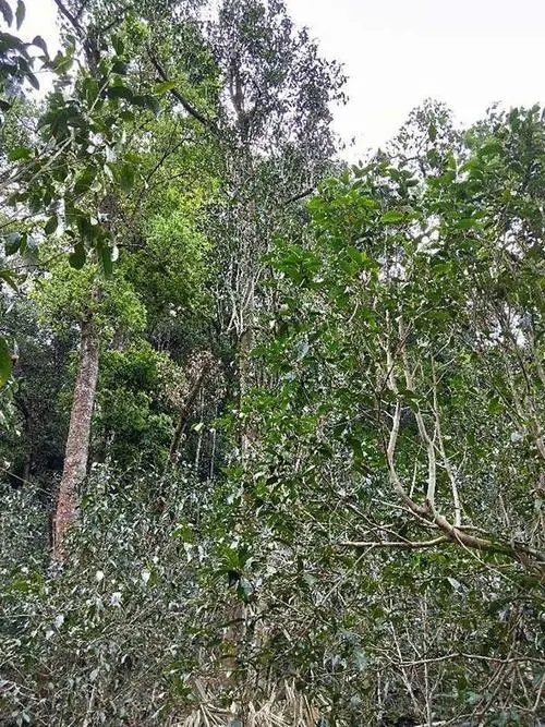 2023年多依樹古樹春茶品質(zhì)如何？