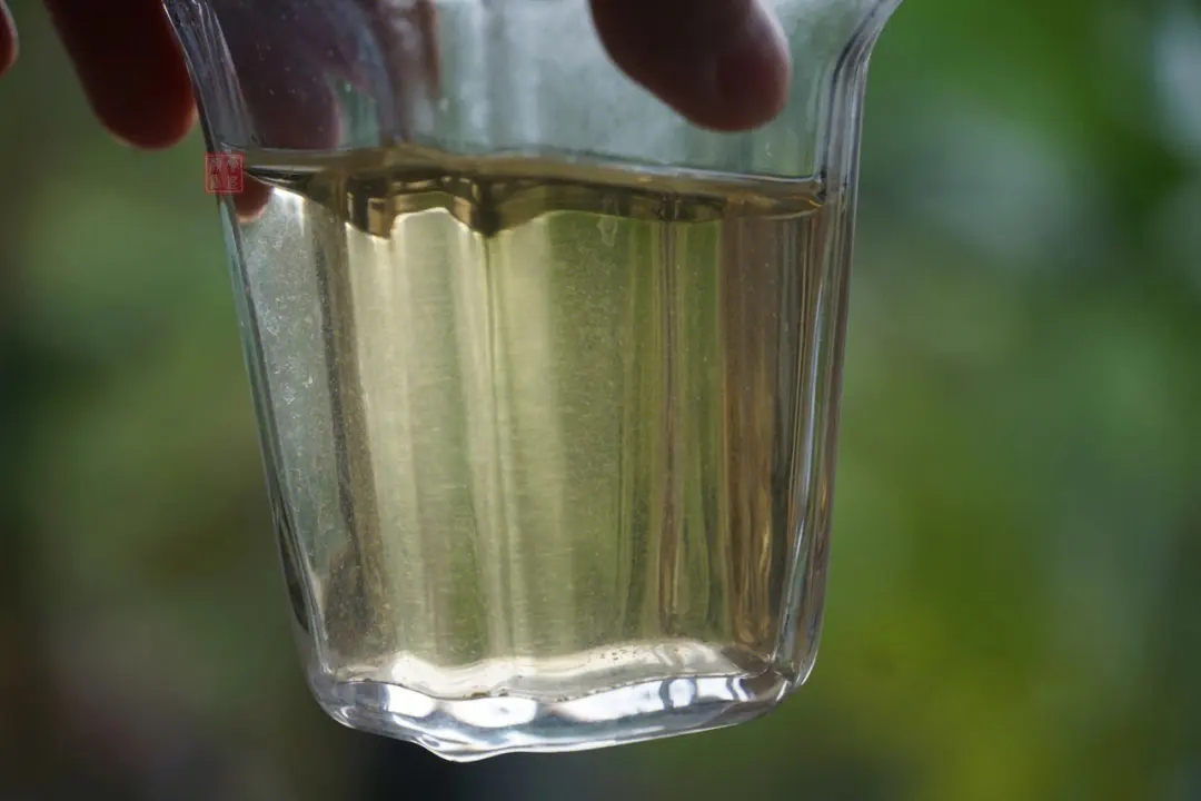 2023年多依樹古樹春茶價格是多少？