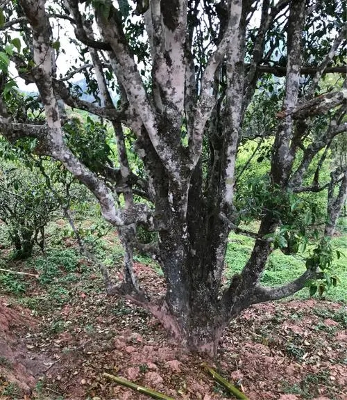 2023年易武張家灣古樹春茶特點(diǎn)是什么？