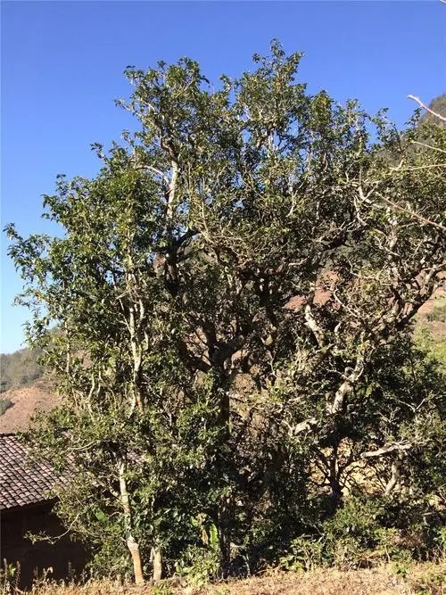 2023年寧洱擺尾箐古樹春茶價格是多少？