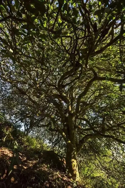 2023年鎮(zhèn)沅老烏山古樹春茶品質(zhì)如何？