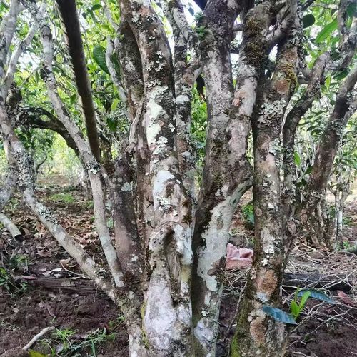 2023年鎮(zhèn)沅老烏山古樹春茶價格是多少？