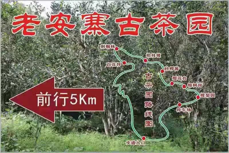 2023年普洱老安寨古樹春茶品質(zhì)如何？