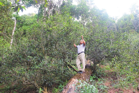 2023年普洱老安寨古樹春茶價格是多少？