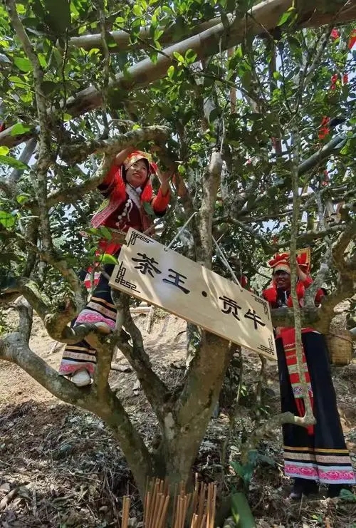 2023年普洱老安寨古樹春茶多少一公斤？