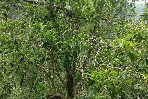 2023年千家寨古樹春茶口感怎么樣？