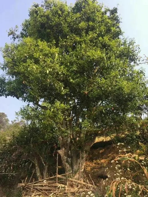 2023年千家寨古樹春茶特點是什么？