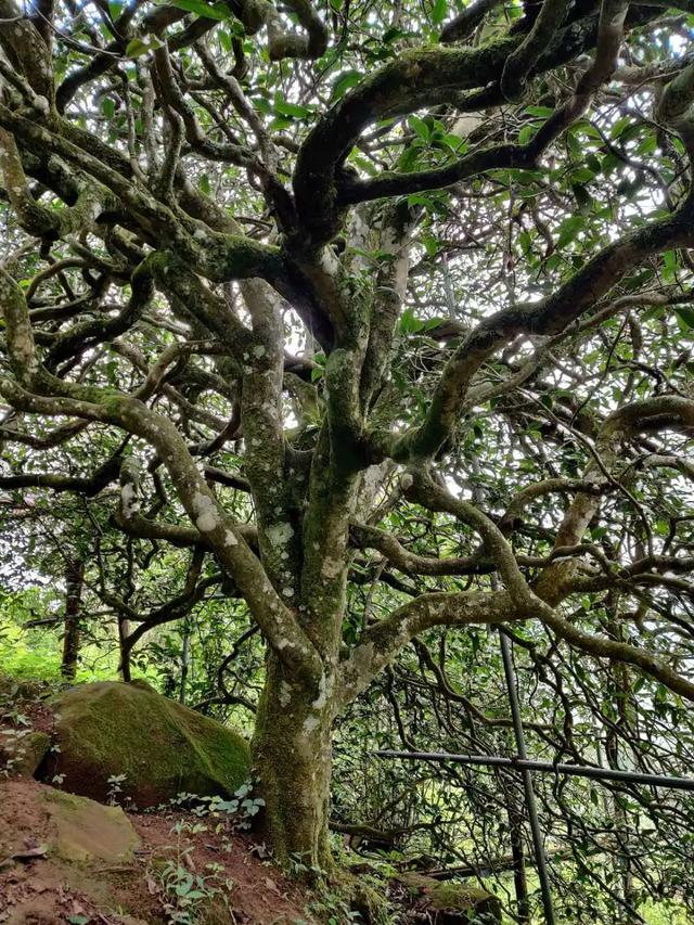 2023年千家寨古樹春茶品質(zhì)如何？