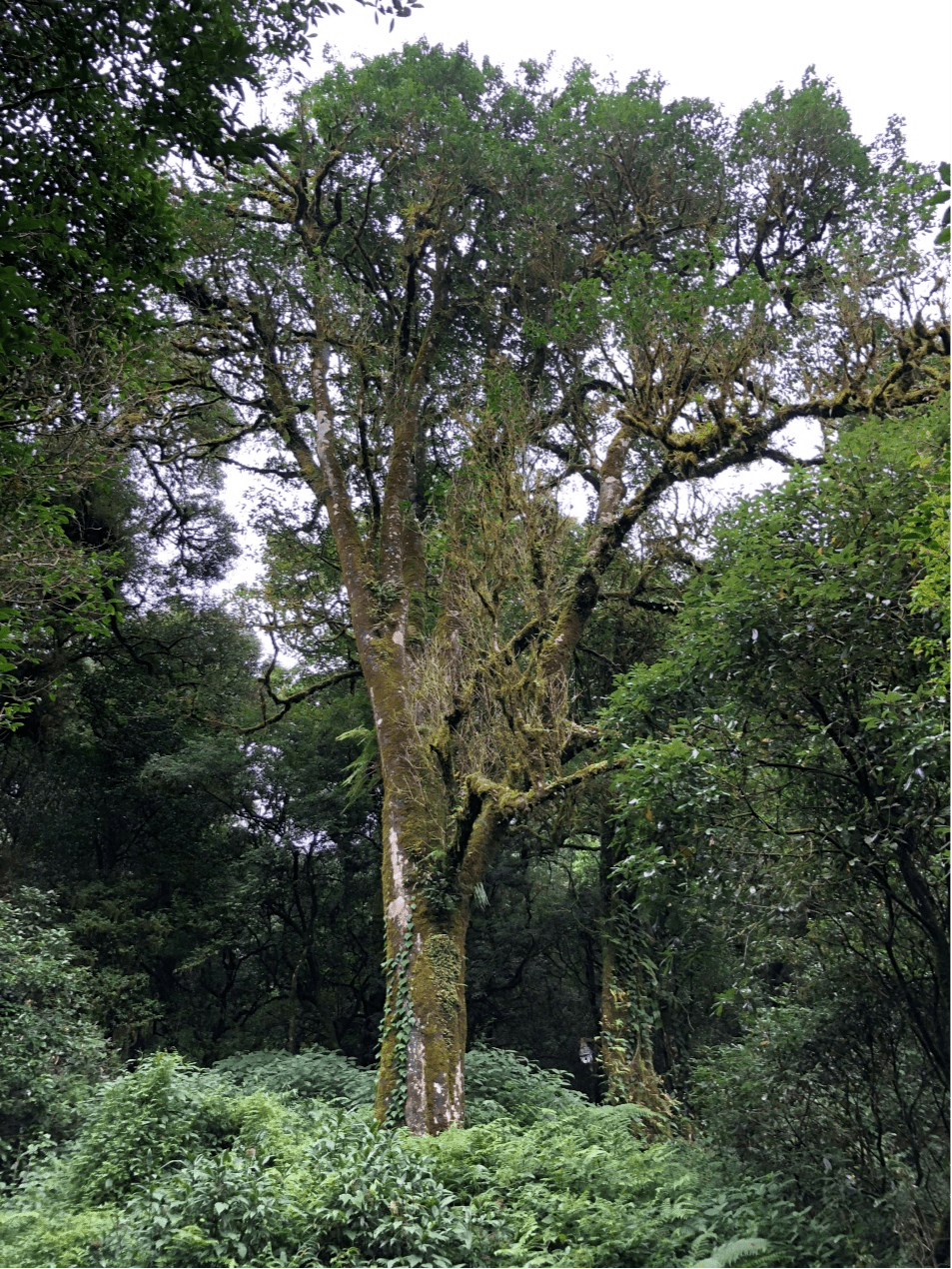 2023年千家寨古樹春茶價(jià)格是多少？