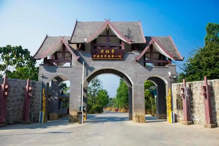 2024年老班章古樹(shù)春茶口感是什么？