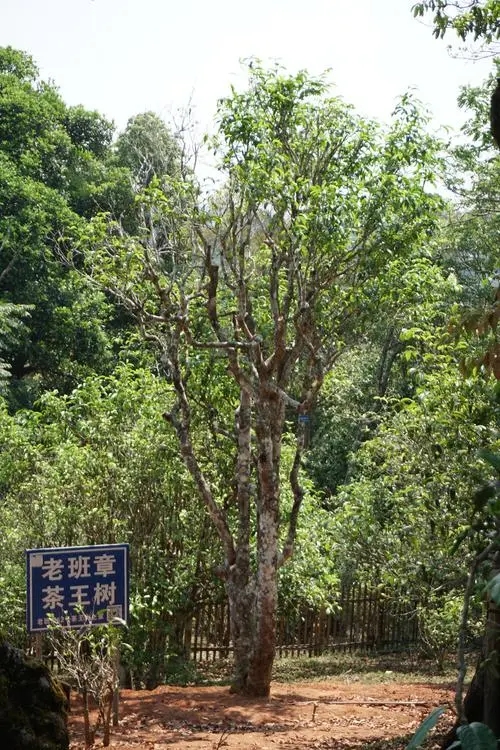 2024年老班章古樹春茶特點(diǎn)是什么？