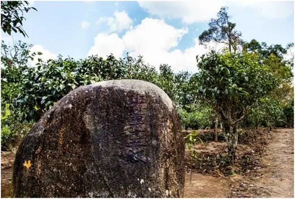 2024年老班章古樹春茶多少一公斤？