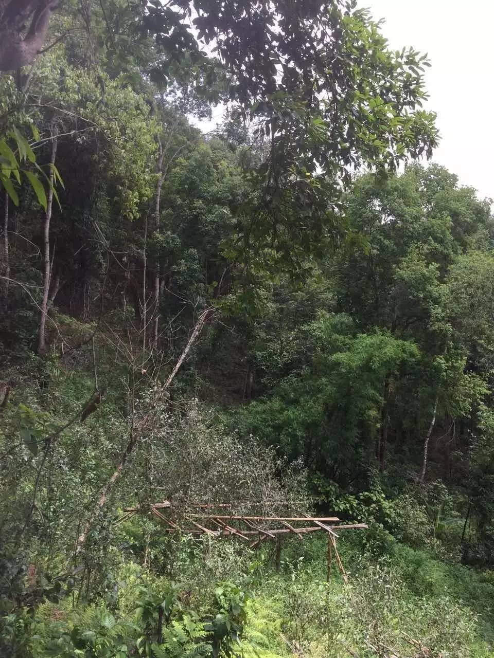 2024年曼松古樹春茶特點(diǎn)是什么？