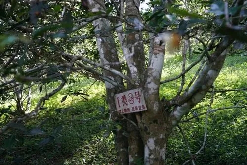 2024年薄荷塘古樹春茶特點(diǎn)是什么？