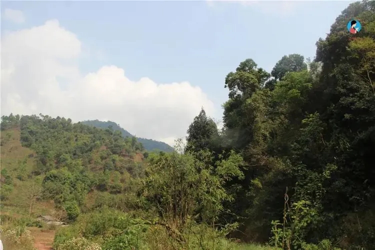 2024年薄荷塘古樹春茶品質(zhì)怎么樣？