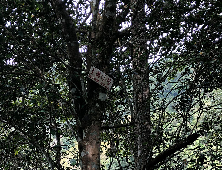 2024年薄荷塘古樹春茶多少錢一公斤？