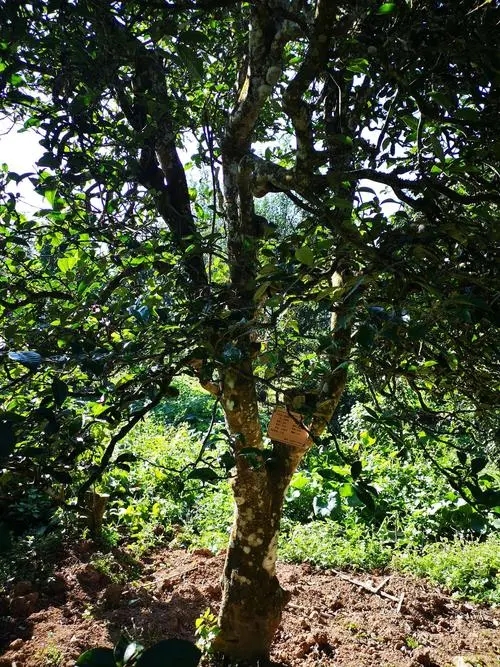 2024年困鹿山古樹春茶多少錢一公斤？