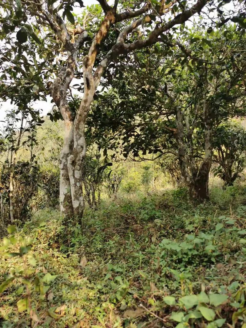 2024年迷帝古樹春茶品質(zhì)怎么樣？