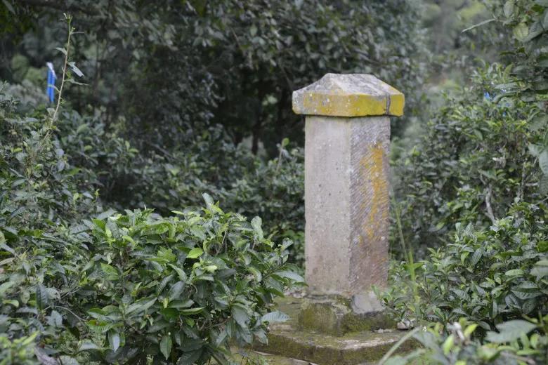 2024年迷帝古樹春茶價(jià)格是多少？