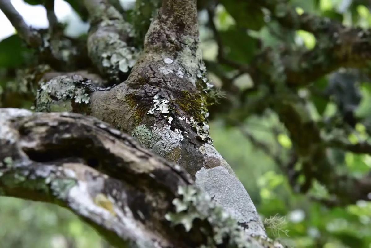 2024年迷帝古樹春茶多少錢一公斤？