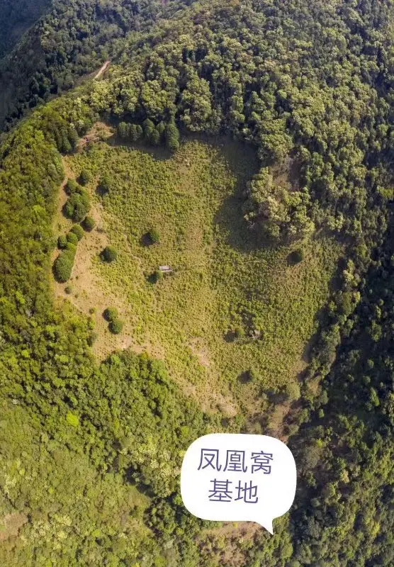 2024年墨江鳳凰窩古樹春茶口感如何？