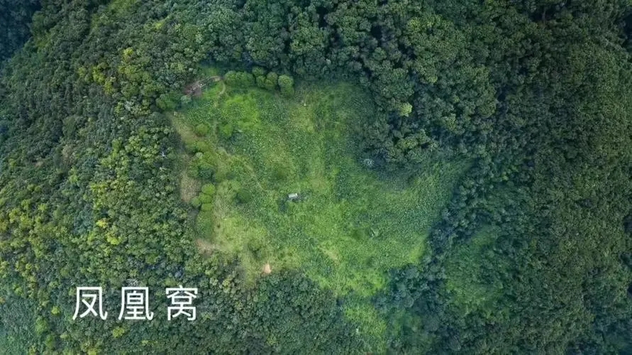 2024年墨江鳳凰窩古樹春茶多少錢一公斤？