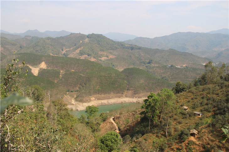 2024年昔歸古樹春茶口感是什么？