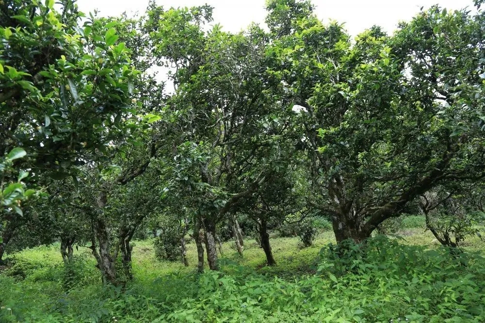 2024年昔歸古樹春茶價(jià)格是多少？