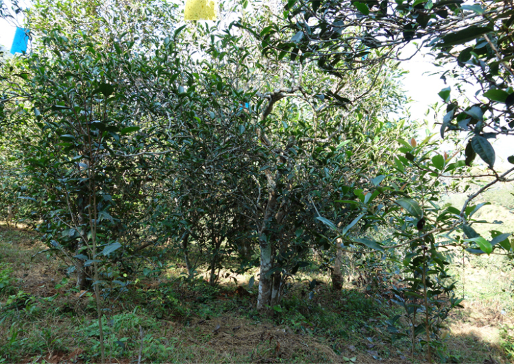 2024年昔歸古樹春茶多少錢一公斤？