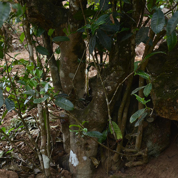 2024年磨烈古樹春茶口感怎么樣？