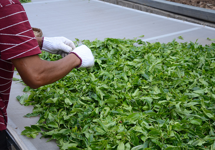 2024年磨烈古樹春茶特點(diǎn)是什么？