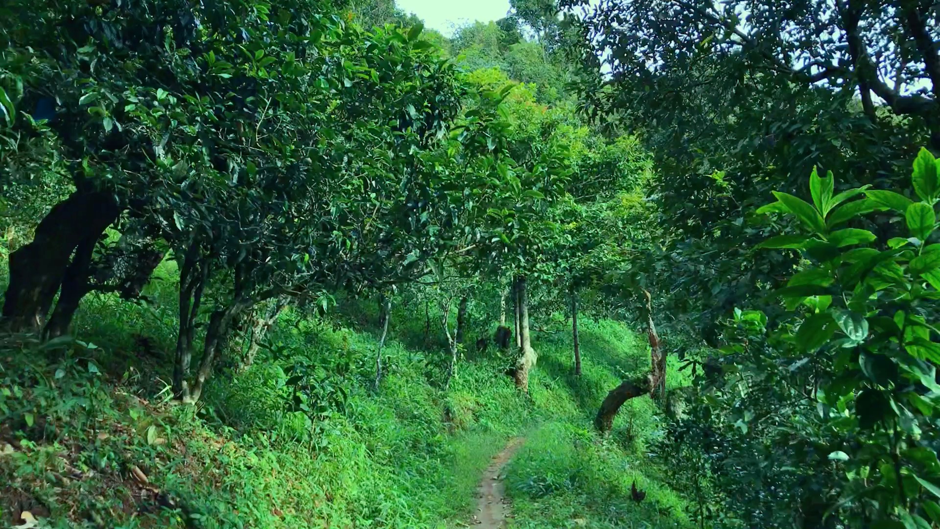 2024年磨烈古樹春茶品質(zhì)如何？