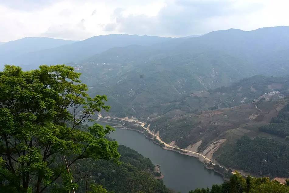 2024年磨烈古樹春茶多少錢一公斤？