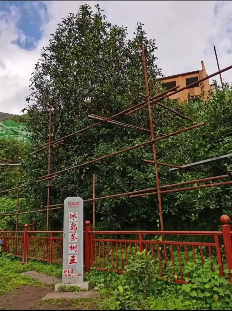 冰島老寨詳細介紹口感！