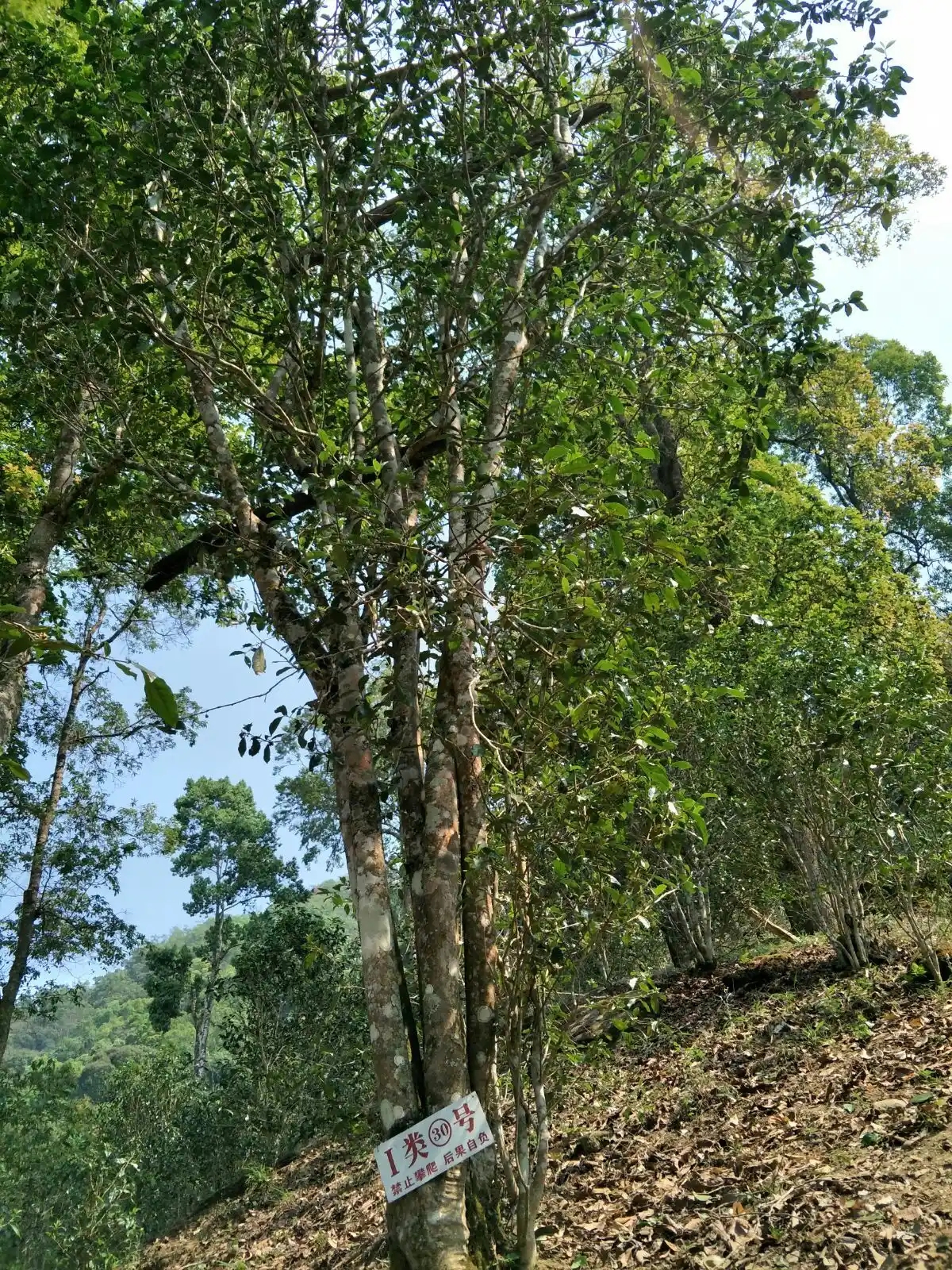 野境王者、普洱巔峰！薄荷塘成為普洱無(wú)冕之王的十大原因