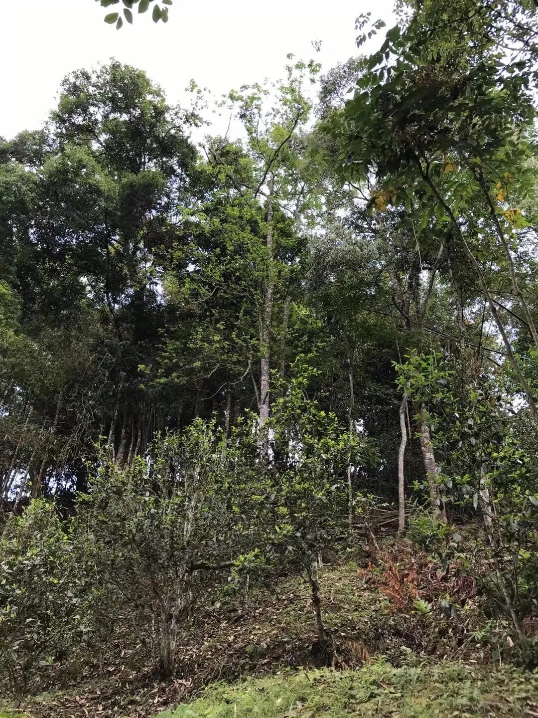 2025年易武古樹春茶口感如何？