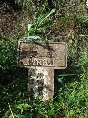 2025年蠻磚古樹春茶特點(diǎn)是什么？