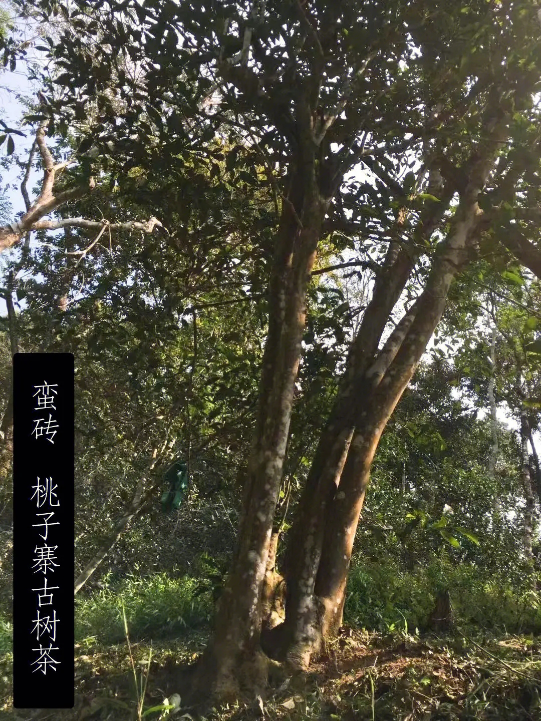 2025年蠻磚古樹春茶口感怎么樣？